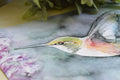 "Fleeting Moment" Hummingbird Art Print