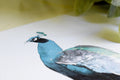 "ELEGANT REPOSE" Peacock Art Print