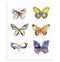 "Flying Colors" Butterfly Art Print