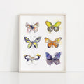 "Flying Colors" Butterfly Art Print